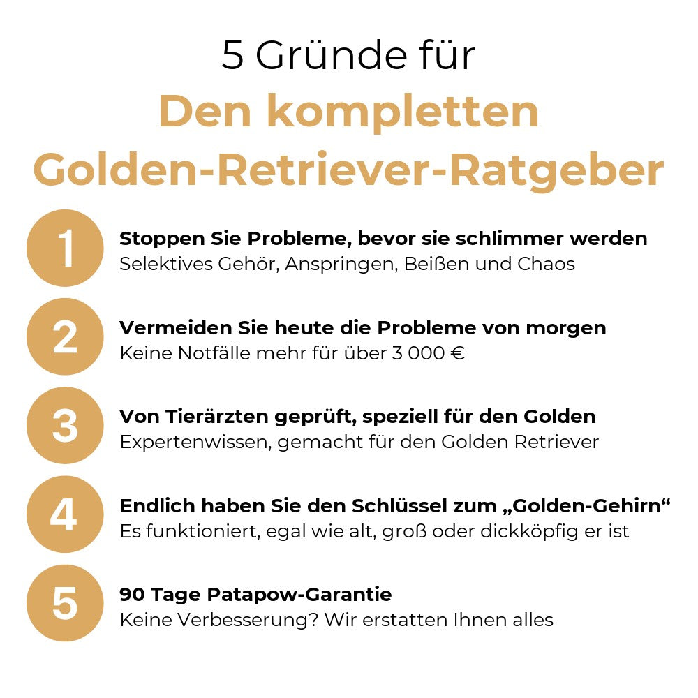 5 Gruende fuer den kompletten Golden-Retriever-Ratgeber