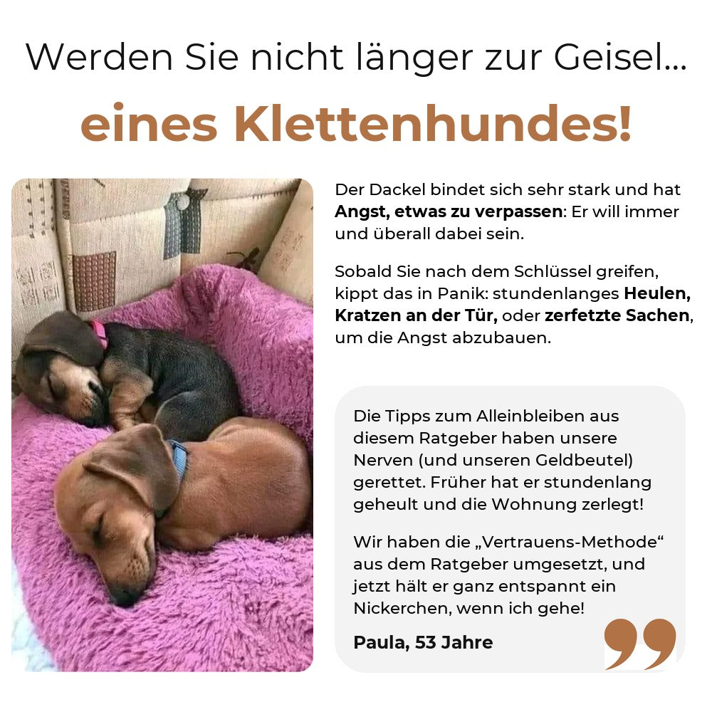 Klammernder Dackel und Trennungsangst
