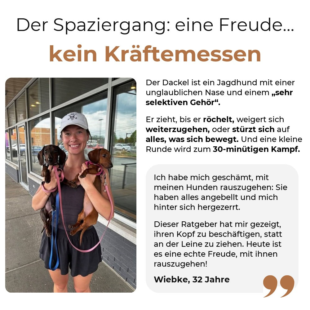 Dackel, der beim Spaziergang an der Leine zieht
