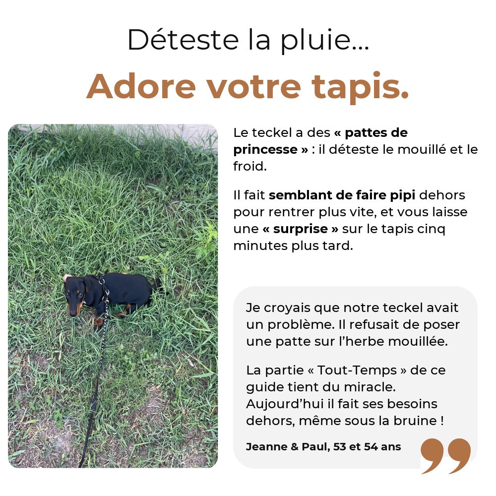 Le teckel déteste la pluie et fait ses besoins sur le tapis