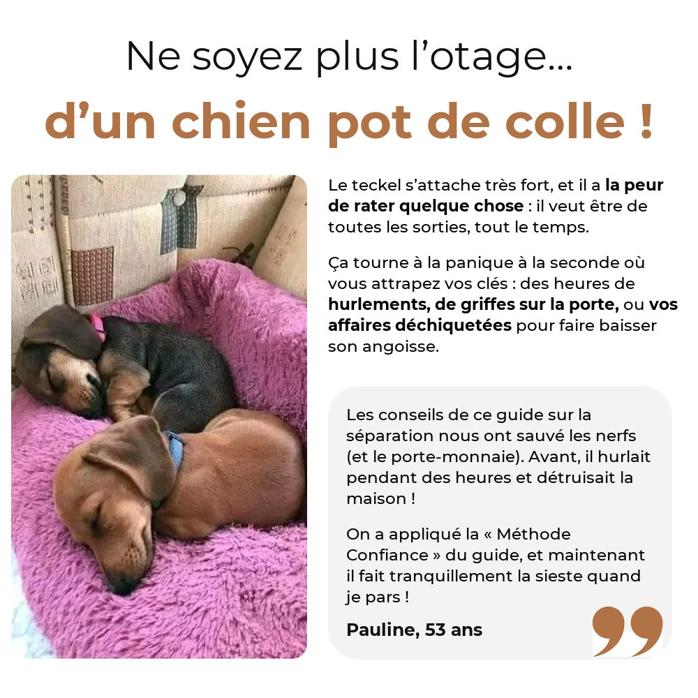 Teckel pot de colle et anxiété de séparation