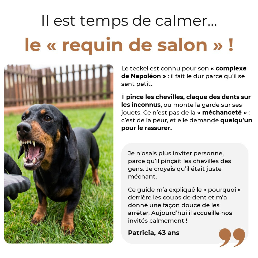 Teckel qui pince les chevilles et claque des dents