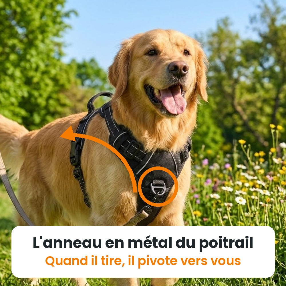 L'anneau en métal sur le poitrail