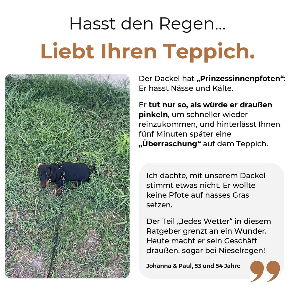 Der Dackel hasst den Regen und macht auf den Teppich