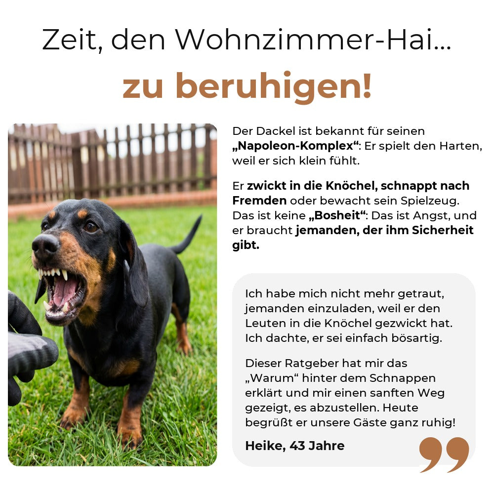 Dackel, der in die Knöchel zwickt und schnappt